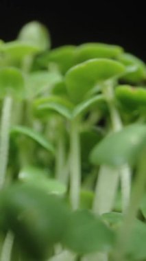 Dikey video. Dolly filizlenmiş Chia tohumları, mikro yeşillikler. Çekimlerdeki sağlık.