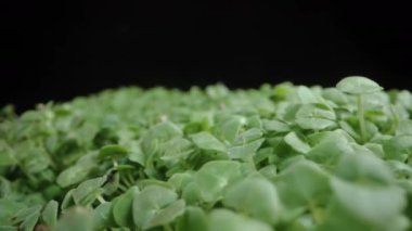 Chia tohumlarından filizlenen bitkiler, sağlıklı mikroyeşillikler. Makro olarak döndürme.