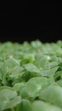 Dikey video. Chia tohumlarından filizlenen bitkiler, sağlıklı mikroyeşillikler. Makro olarak döndürme.