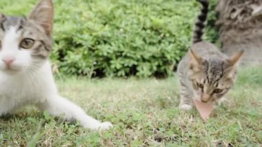İki Vahşi ve Çizgili Başıboş Kediyi Evinde Besleyen Bir Kadın, Arkaplanda Ağaçlar, Yakın plan. Onlar hevesle sosis yiyorlar..