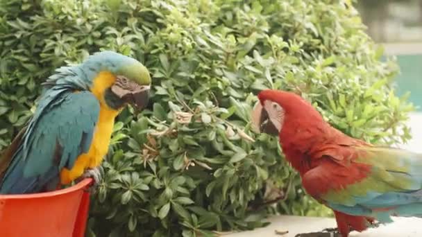 Δύο Μεγάλοι Παπαγάλοι Του Μακάο Ένας Σκαρφαλωμένος Μια Καρέκλα Και — Αρχείο Βίντεο