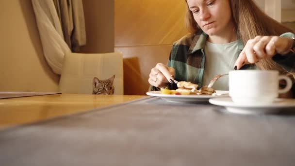 カフェの猫は朝食のためにパンケーキを食べるように女性と時計の隣に座ります — ストック動画