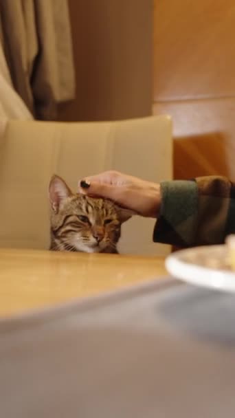 Függőleges Videó Egy Fiatal Reggelizik Egy Kávézóban Egy Helyi Macskát — Stock videók