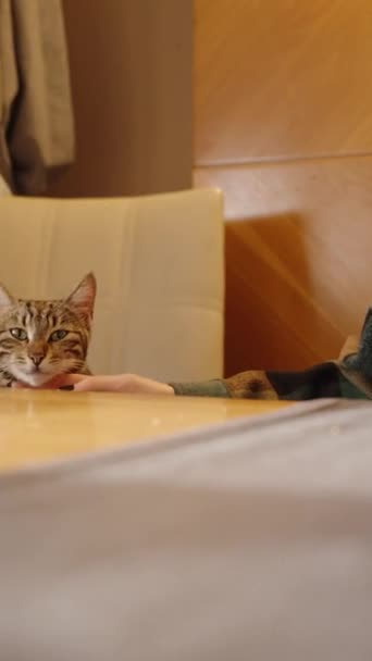 垂直录像 一个女人养了一只猫 它住在餐馆里 和它一起坐在同一张桌子上 — 图库视频影像