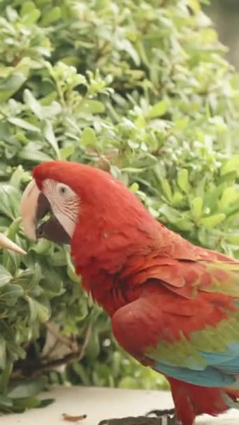 Vertikal Video Vertikal Video Stor Scharlakansröd Papegoja Rippa Löv Från — Stockvideo