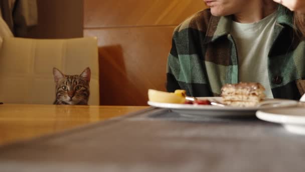 一只大胆的猫和我们一起坐在餐馆的餐桌旁 等待有人给它东西吃 早餐与煎饼 — 图库视频影像