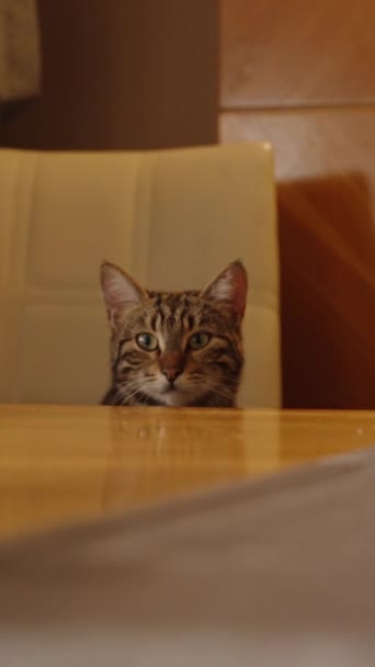 Вертикальне Відео Столом Ресторані Сидить Кумедний Кіт Який Чекає Когось — стокове відео