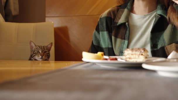 Macska Étteremben Asztalnál Elalszik Amíg Palacsintával Csokoládéval Reggelizünk — Stock videók