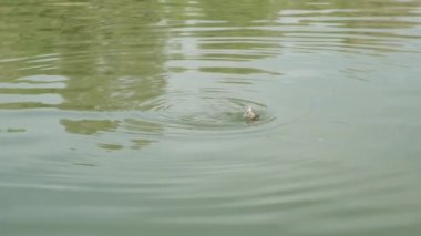 Su kuşunun küçük tavuğu bir parça ekmek yakalamak için su altına dalıyor. Yavaş Hareket.