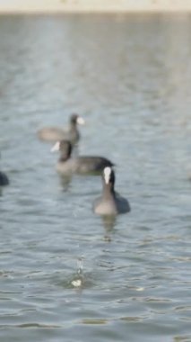 Dikey video. Bir Fulica böceği sürüsü Ekmek Parçası 'na ilk ulaşan olmak için acele ediyor..