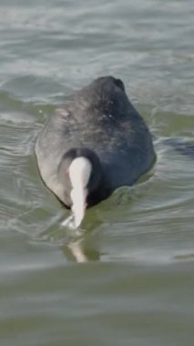 Dikey video. Bir Fulica atra Kuşu 'nun Yakın Çekimi Dikkatle Suda Bir Ekmek Parçası Yakalıyor ve Hızlıca Yüzüyor.