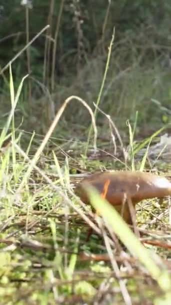 Pionowe Wideo Kamera Ślizga Się Trawie Słonecznej Polanie Grzybami — Wideo stockowe