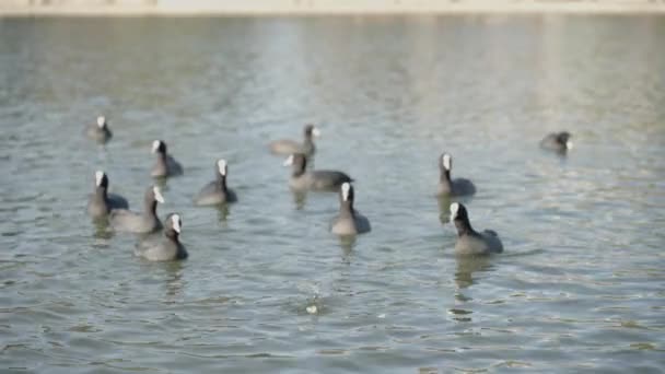 Flock Fulica Atra Birds Water Rushing First Reach Piece Bread — Vídeo de stock