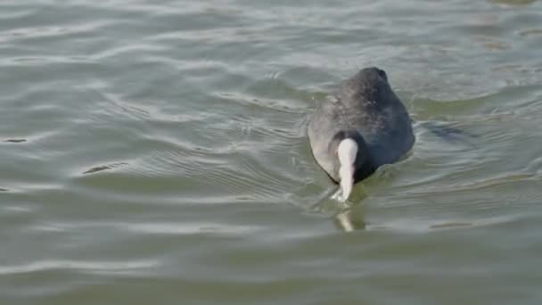 Close Fulica Atra Bird Cautelosamente Agarrando Pedazo Pan Agua Nadando — Vídeos de Stock