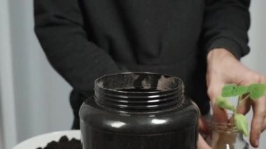 Bir Adam Islak Peçeteye Sarılı Ot 'tan Baharatlı Balkabağı Tohumu Alıyor. Ev Bitkileri.