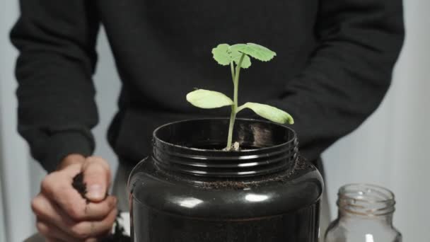 Homem Está Enchendo Solo Com Suas Mãos Plantando Uma Planta — Vídeo de Stock