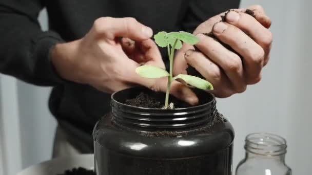 Φύτεψα Μια Κολοκύθα Μια Κατσαρόλα Ένας Άνθρωπος Καλύπτει Φυτό Χώμα — Αρχείο Βίντεο