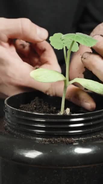 Pionowe Wideo Sadzenie Sadzonek Dyni Doniczce Człowiek Zakrywa Roślinę Ziemią — Wideo stockowe