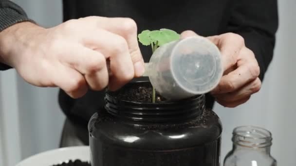Ένας Άνθρωπος Φυτεύει Ένα Φυτό Στο Σπίτι Καλύπτει Έδαφος Και — Αρχείο Βίντεο