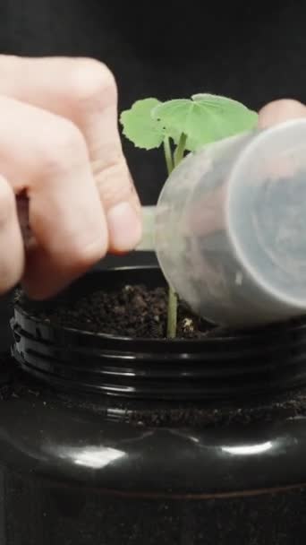 Κάθετο Βίντεο Ένας Άνθρωπος Φυτεύει Ένα Φυτό Στο Σπίτι Καλύπτει — Αρχείο Βίντεο