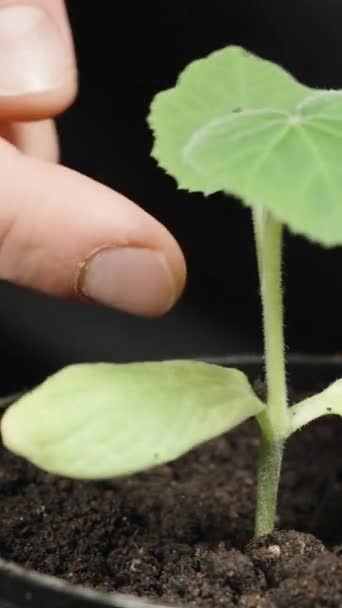 Vídeo Vertical Homem Está Sacudindo Solo Uma Pequena Planta Cultivada — Vídeo de Stock