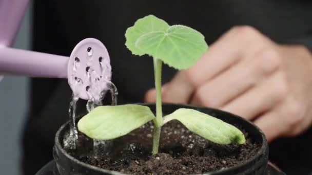 Από Ένα Μικρό Ποτιστήρι Ένας Άντρας Ποτίζει Ένα Φυτό Κολοκύθας — Αρχείο Βίντεο
