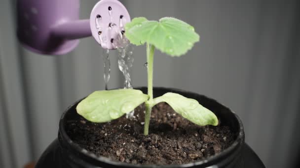Καλλιεργημένη Κολοκύθα Seedling Ποτίζονται Ένα Μίνι Ποτιστήρι Αργή Κίνηση — Αρχείο Βίντεο