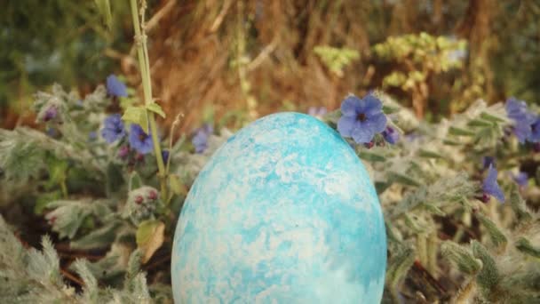 Easter Egg Hunt Hutan Telur Biru Rumput Tengah Bunga Biru — Stok Video