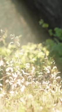 Dikey video. Ormandaki ağaçların arasından geçen güneş ışınları Paskalya yumurtalarının otların üzerinde durduğu bir sepetin üzerine düşüyor..