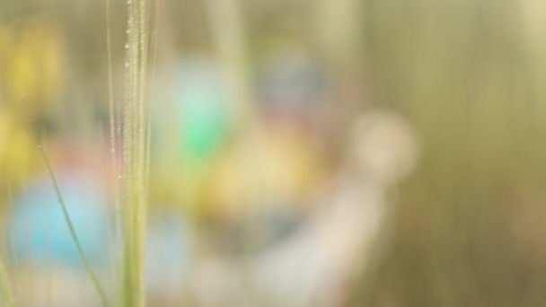 イースターエッグのバスケットが隠れている日光の下の露出の高い草 お祝いの卵狩りのコンセプト — ストック動画