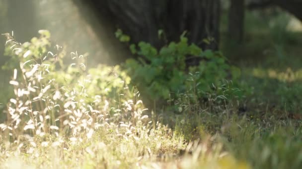 Sluneční Paprsky Přes Stromy Lese Spadnou Koš Velikonočními Vejci Stojícími — Stock video
