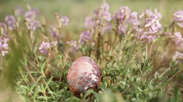 Шукати Писанку Траві Приховану Серед Фіолетових Квітів Полі — стокове відео