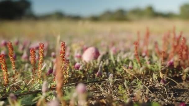 Äggjakt Gräset Jag Hittade Röd Bland Klöverblommorna Ängen Solig Dag — Stockvideo