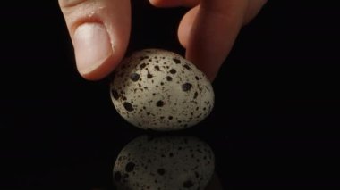 Elim siyah aynalı arka planda küçük bir bıldırcın yumurtası çeviriyorum..