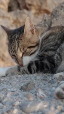 Kamera yaklaşıyor, kedinin deniz kenarındaki kayalıklarda uzanmış pençelerini yalıyor ve kemiriyor..
