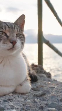 Başıboş Kedi, Kayalıklarda Uzanıp Günbatımının Tadını Çıkartıyor. Altında, arkasında oturan bir kadının silueti var..