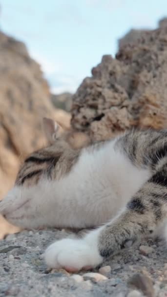 Stray Cat Lies Seaside Rocks Lifting Leg Groom Itself Tail — Stockvideo