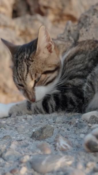 Câmera Aproxima Capturando Close Gato Deitado Nas Rochas Beira Mar — Vídeo de Stock