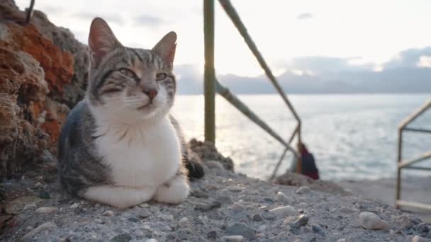 Αδέσποτη Γάτα Απολαμβάνει Ηλιοβασίλεμα Δίπλα Στη Θάλασσα Ξαπλωμένη Στους Βράχους — Αρχείο Βίντεο