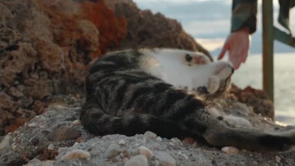 Uma Mulher Brinca Com Gato Estranho Nas Rochas Junto Mar — Vídeo de Stock