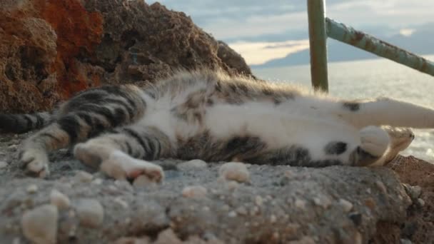Bir Sokak Kedisi Deniz Kenarında Günbatımının Tadını Çıkarıyor Kayalara Sürtünüyor — Stok video
