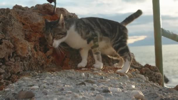 Pruhovaná Kočka Škrábe Proti Ostrým Skalám Moře Wants Petted — Stock video