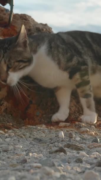 Randig Katt Repor Mot Vassa Klippor Vid Havet Det Vill — Stockvideo