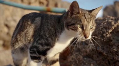 Deniz Boyunca Kayalıklarda Yakından Bir Çizgili Kedi Yaklaştı, Sevgi Arıyor.