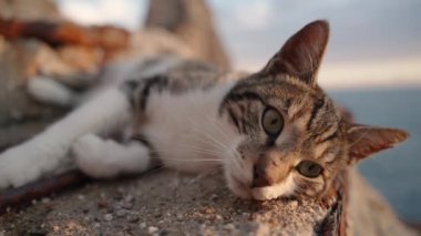 Paslı basamaklarda bir sokak kedisi yatıyor. Arka planda günbatımı ve deniz var. Dikkatlice bir şeye bakıyor, yakından..