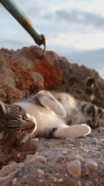 Pruhovaná Zatoulaná Kočka Užívá Když Leží Slunečních Paprscích Skalách Moře — Stock video