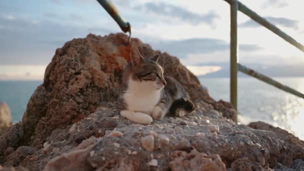 줄무늬 고양이는 바위에 거짓말 조용한 바다에 떨어지는 — 비디오