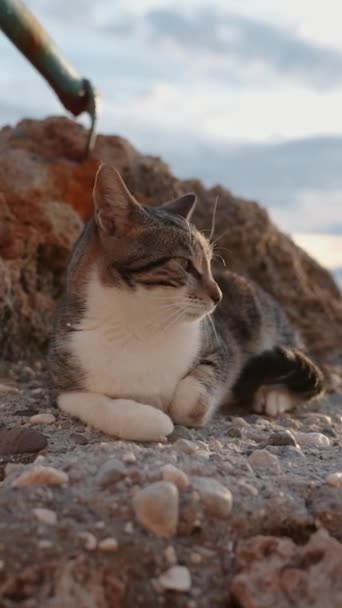 Kot Paski Leży Skale Promienie Słońca Spadają Spokojne Morze — Wideo stockowe