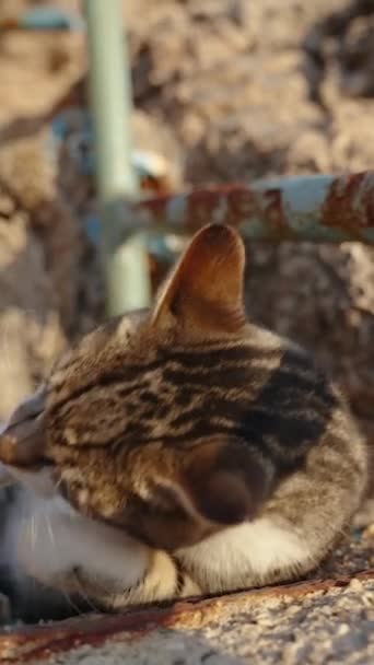 Смугастий Бродячий Кіт Застряг Сонці Каменях Розтираючи Голову Задоволенні Повільному — стокове відео