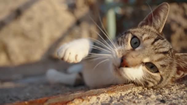 带着条纹的猫躺在岩石上 享受阳光 慢动作 — 图库视频影像